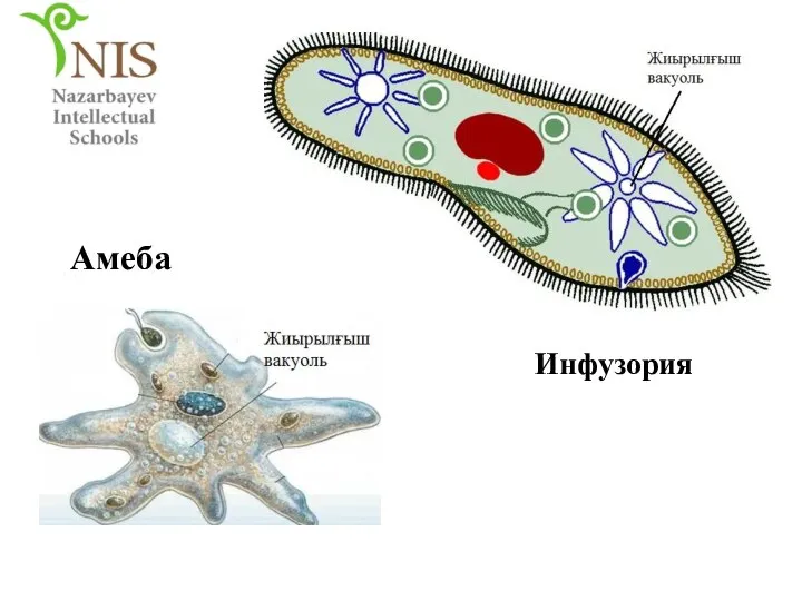 Амеба Инфузория