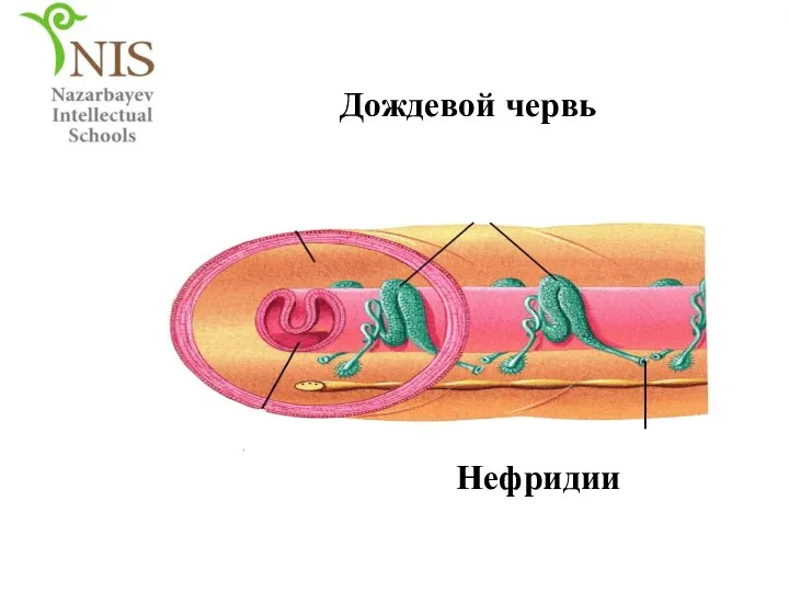 Нефридии Кебісше Дождевой червь