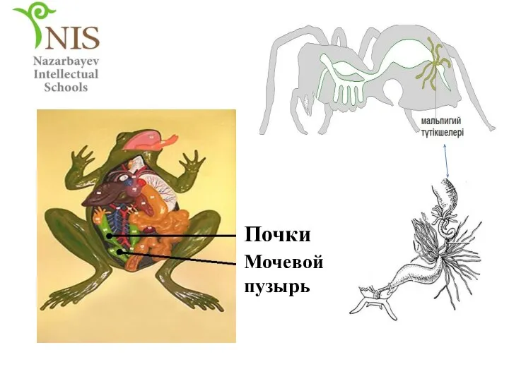 Мочевой пузырь Почки