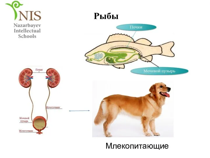 Рыбы Млекопитающие