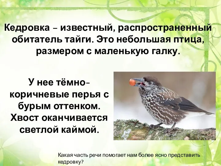 Кедровка – известный, распространенный обитатель тайги. Это небольшая птица, размером с маленькую
