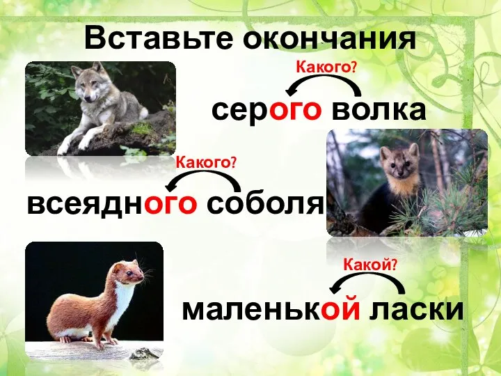 Вставьте окончания серого волка всеядного соболя маленькой ласки Какого? Какого? Какой?