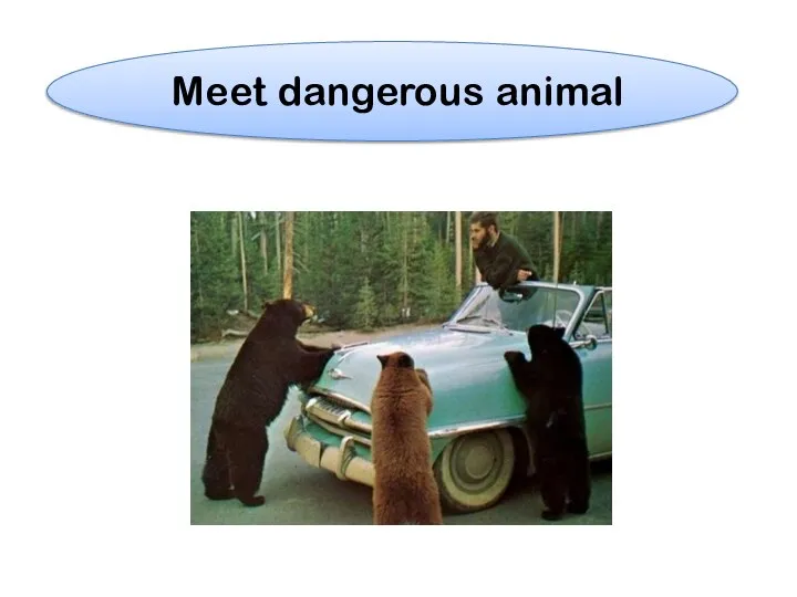 Meet dangerous animal