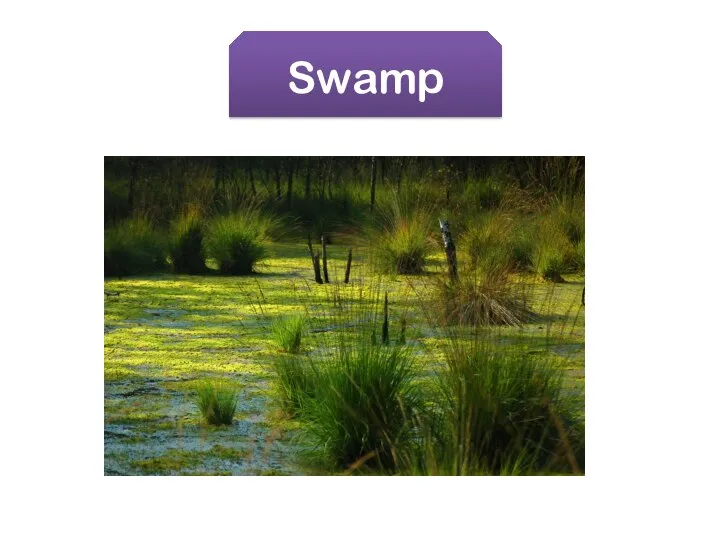 Swamp