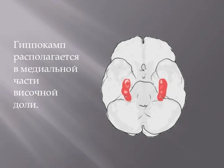 Гиппокамп располагается в медиальной части височной доли.