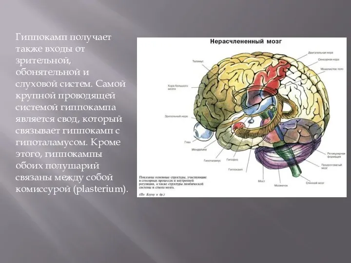 Гиппокамп получает также входы от зрительной, обонятельной и слуховой систем. Самой крупной