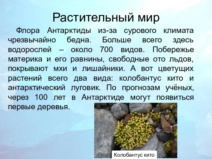 Растительный мир Флора Антарктиды из-за сурового климата чрезвычайно бедна. Больше всего здесь