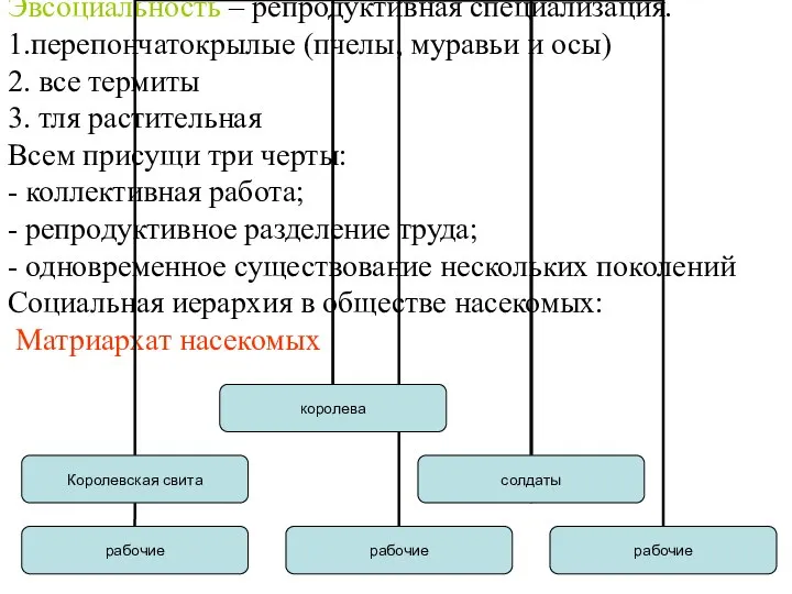 Эвсоциальность – репродуктивная специализация. 1.перепончатокрылые (пчелы, муравьи и осы) 2. все термиты