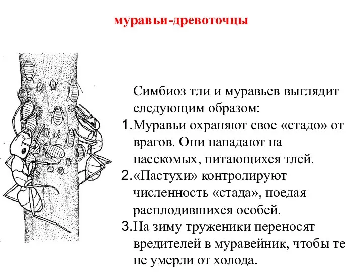 муравьи-древоточцы Симбиоз тли и муравьев выглядит следующим образом: Муравьи охраняют свое «стадо»