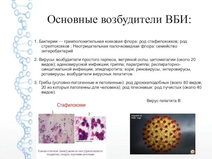 Основные возбудители ВБИ: 1. Бактерии — грамположительная кокковая флора: род стафилококков; род