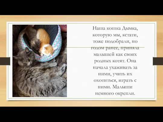 Наша кошка Дымка,которую мы, кстати, тоже подобрали, но годом ранее, приняла малышей