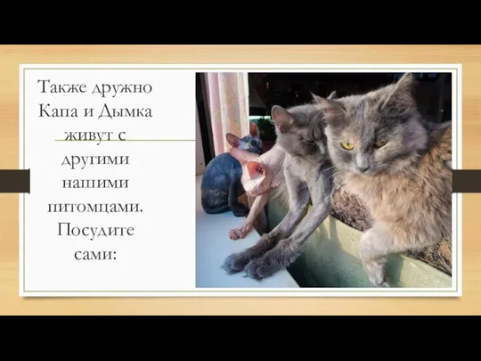 Также дружно Капа и Дымка живут с другими нашими питомцами. Посудите сами: