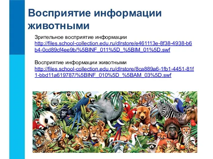 Восприятие информации животными Зрительное восприятие информации http://files.school-collection.edu.ru/dlrstore/e461113e-8f38-4938-b6b4-0cd89cf4ee9b/%5BINF_011%5D_%5BIM_01%5D.swf Восприятие информации животными http://files.school-collection.edu.ru/dlrstore/8ca889a6-1fb1-4451-81f1-bbd11a619787/%5BINF_010%5D_%5BAM_03%5D.swf