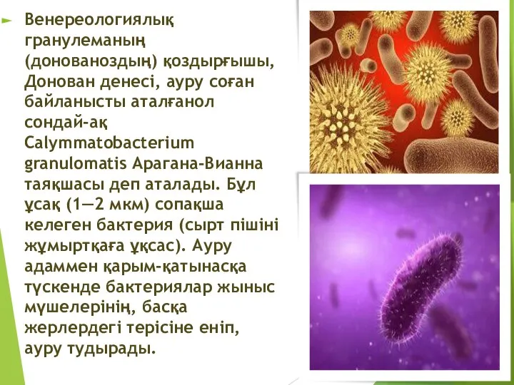 Венереологиялық гранулеманың (донованоздың) қоздырғышы, Донован денесі, ауру соған байланысты аталғанол сондай-ақ Calymmatobacterium