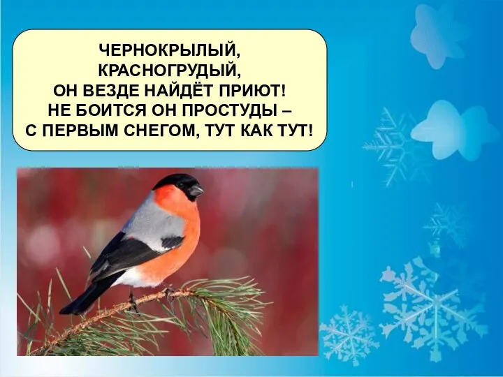 ЧЕРНОКРЫЛЫЙ, КРАСНОГРУДЫЙ, ОН ВЕЗДЕ НАЙДЁТ ПРИЮТ! НЕ БОИТСЯ ОН ПРОСТУДЫ – С