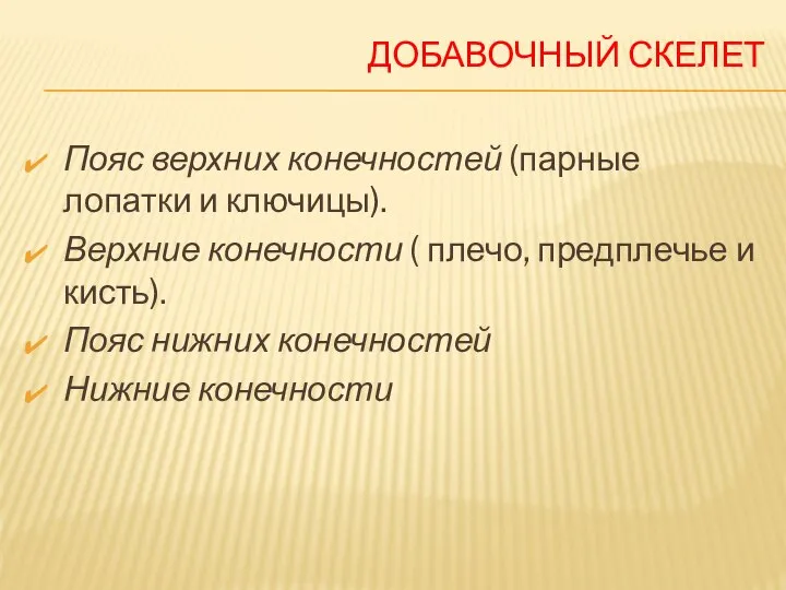 ДОБАВОЧНЫЙ СКЕЛЕТ Пояс верхних конечностей (парные лопатки и ключицы). Верхние конечности (