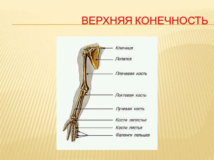 ВЕРХНЯЯ КОНЕЧНОСТЬ