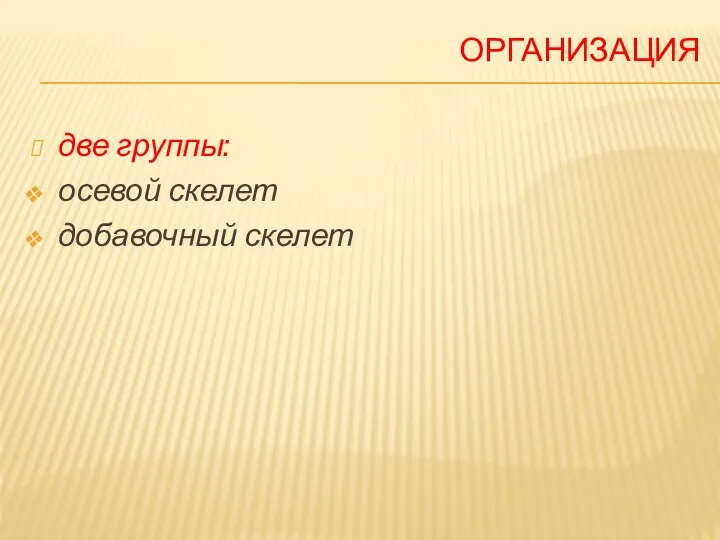 ОРГАНИЗАЦИЯ две группы: осевой скелет добавочный скелет