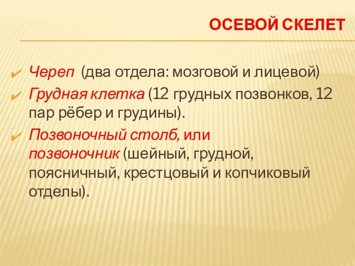 ОСЕВОЙ СКЕЛЕТ Череп (два отдела: мозговой и лицевой) Грудная клетка (12 грудных