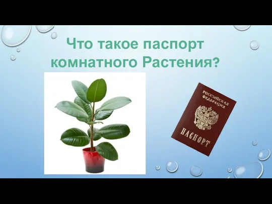 Что такое паспорт комнатного Растения?