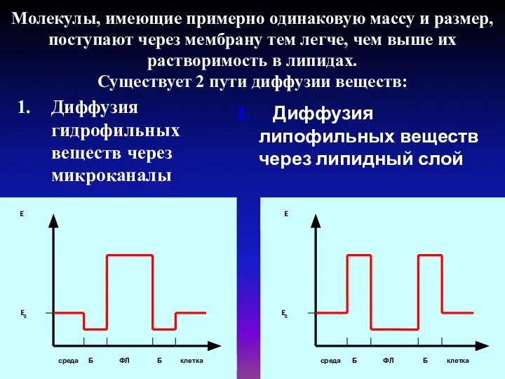 Молекулы, имеющие примерно одинаковую массу и размер, поступают через мембрану тем легче,