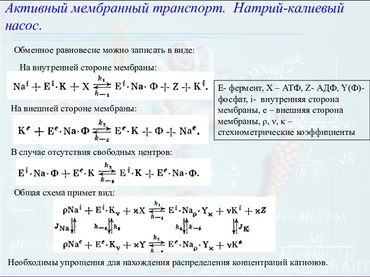 E- фермент, Х – АТФ, Z- АДФ, Y(Ф)- фосфат, i- внутренняя сторона