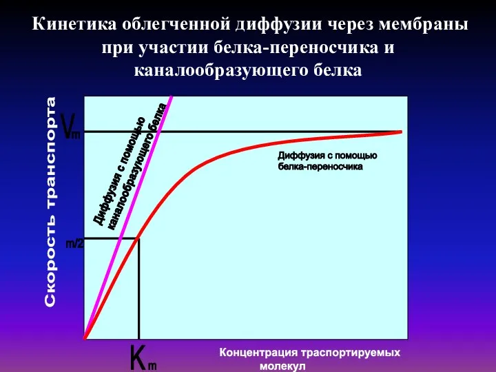 Кинетика облегченной диффузии через мембраны при участии белка-переносчика и каналообразующего белка Скорость транспорта