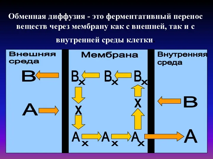 Обменная диффузия - это ферментативный перенос веществ через мембрану как с внешней,