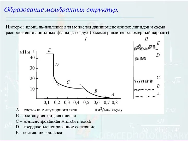 Образование мембранных структур. Изотерма площадь-давление для монослоя длинноцепочечных липидов и схема расположения