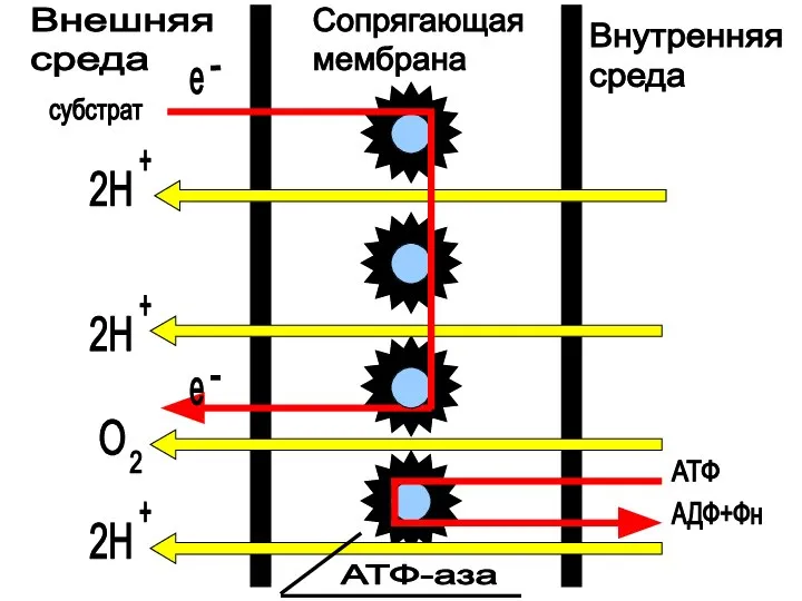 Внешняя среда Сопрягающая мембрана Внутренняя среда субстрат АТФ АДФ+Фн е е 2Н