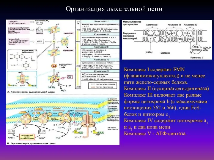 Организация дыхательной цепи Комплекс I содержит FMN (флавинмононуклеотид) и не менее пяти