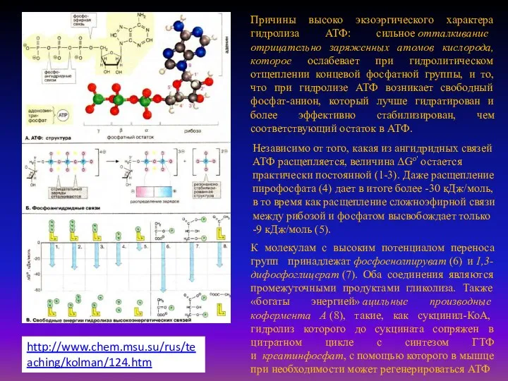 Причины высоко экзоэргического характера гидролиза АТФ: сильное отталкивание отрицательно заряженных атомов кислорода,