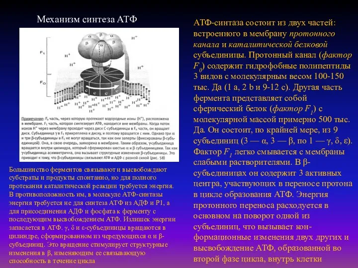 Механизм синтеза АТФ АТФ-синтаза состоит из двух частей: встроенного в мембрану протонного