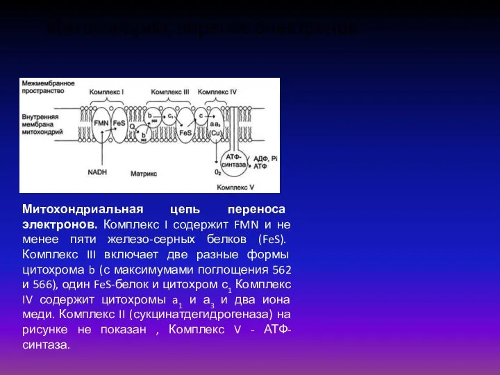 Митохондрии, перенос электронов Митохондриальная цепь переноса электронов. Комплекс I содержит FMN и