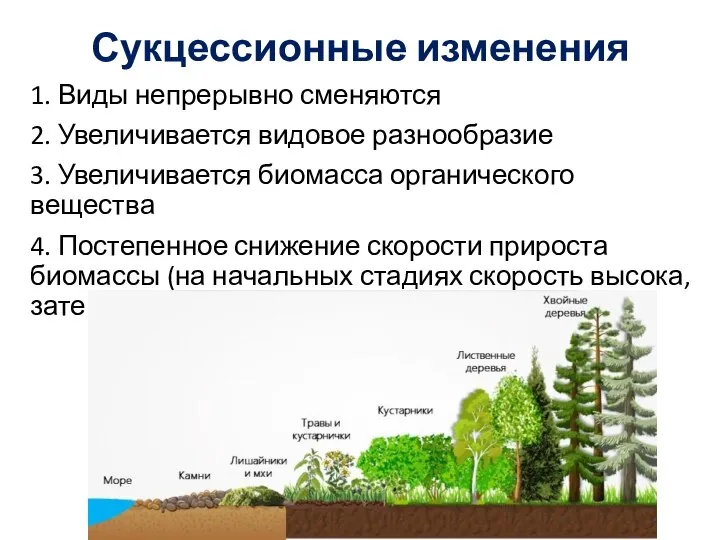 Сукцессионные изменения 1. Виды непрерывно сменяются 2. Увеличивается видовое разнообразие 3. Увеличивается