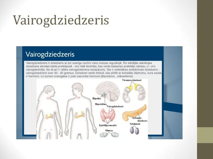 Vairogdziedzeris