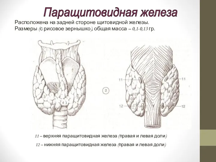 11 – верхняя паращитовидная железа (правая и левая доли) 12 – нижняя