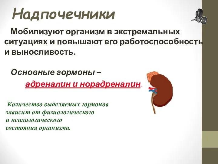 Надпочечники Мобилизуют организм в экстремальных ситуациях и повышают его работоспособность и выносливость.