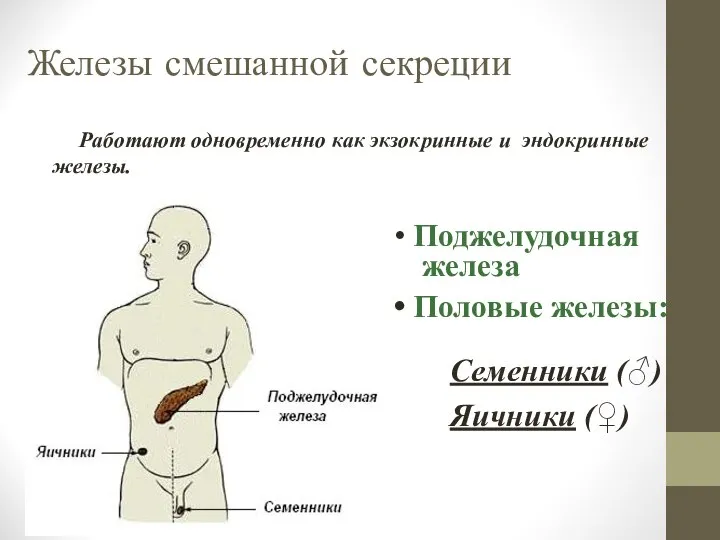 Железы смешанной секреции Работают одновременно как экзокринные и эндокринные железы. Поджелудочная железа