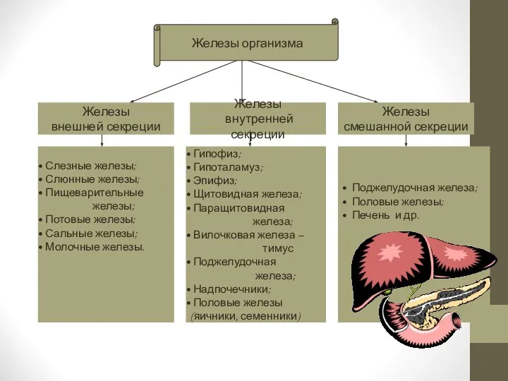 Железы внутренней секреции Железы смешанной секреции Железы внешней секреции Слезные железы; Слюнные