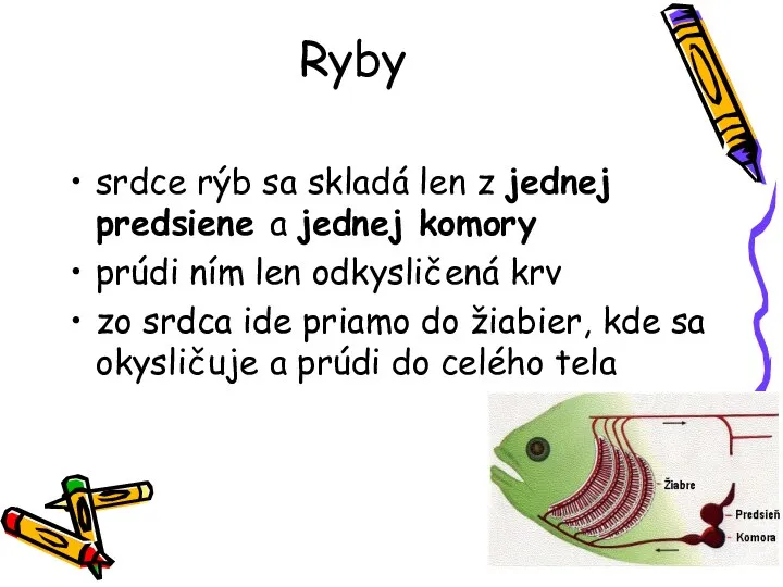 Ryby srdce rýb sa skladá len z jednej predsiene a jednej komory