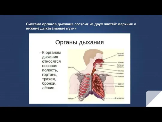 Система органов дыхания состоит из двух частей: верхние и нижние дыхательные пути»