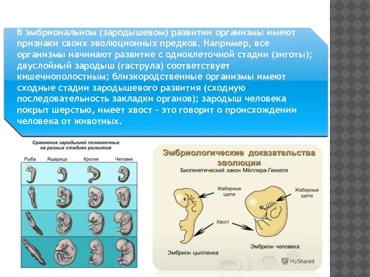 Эмбриологические доказательства В эмбриональном (зародышевом) развитии организмы имеют признаки своих эволюционных предков.