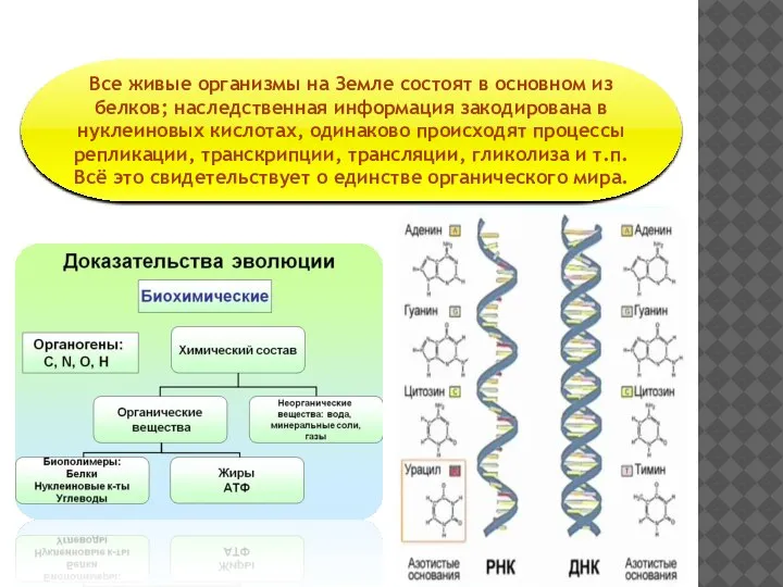 Биохимические доказательства Все живые организмы на Земле состоят в основном из белков;