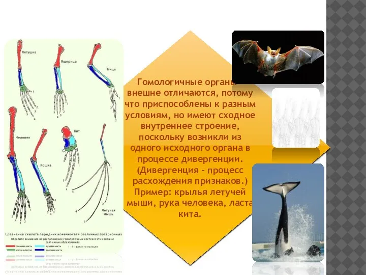 Морфологические доказательства Гомологичные органы – внешне отличаются, потому что приспособлены к разным