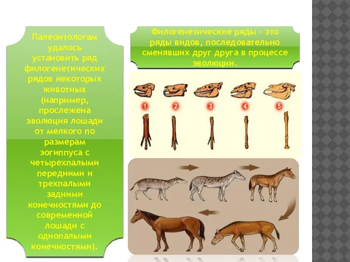 Палеонтологические доказательства Филогенетические ряды – это ряды видов, последовательно сменявших друг друга