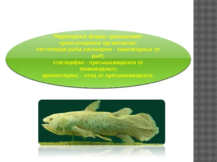 Палеонтологические доказательства Переходные формы (доказывают происхождение организмов): кистеперая рыба латимерия – земноводных
