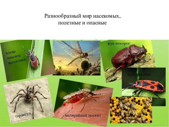 Разнообразный мир насекомых, полезные и опасные