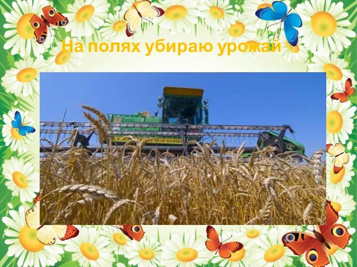 На полях убираю урожай