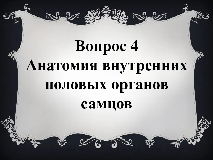 Вопрос 4 Анатомия внутренних половых органов самцов